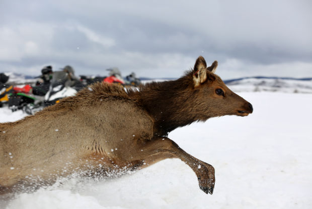 Elk Brucellosis Study